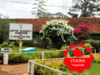 500g 예가체프 Ethiopia Yirgacheffe