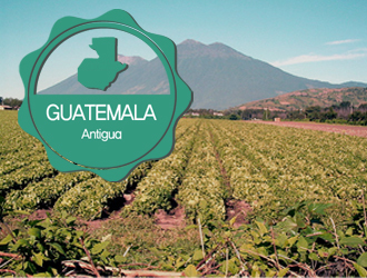 500g 과테말라 Guatemala Antigua