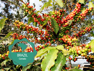 1kg 브라질 Brazil Cerrado